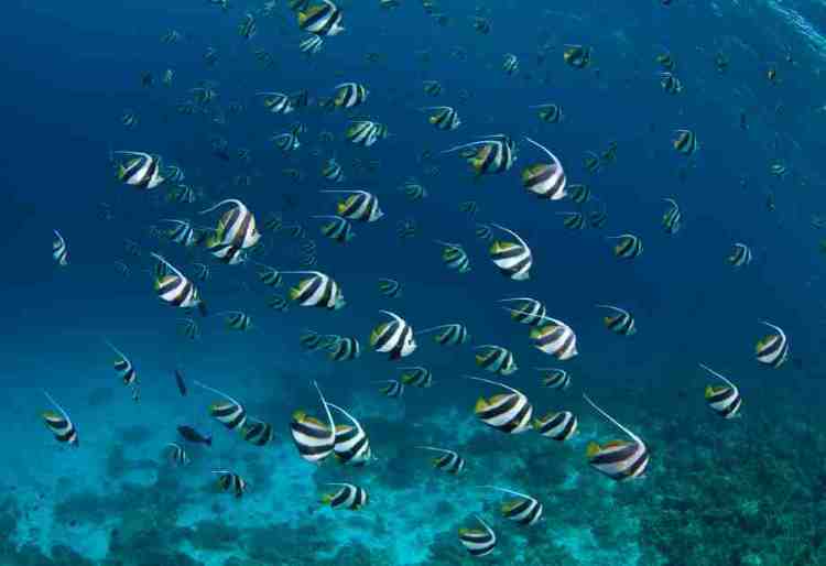 Rigid snorkels may scare off fish
