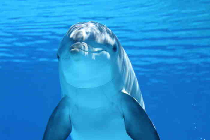 Dolphin swimming upright in bright blue ocean water looking into the camera.